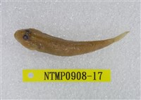 藏品(極樂鰕虎)的圖片